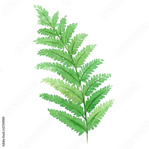 watercolor green fern leaf isolated on white background
