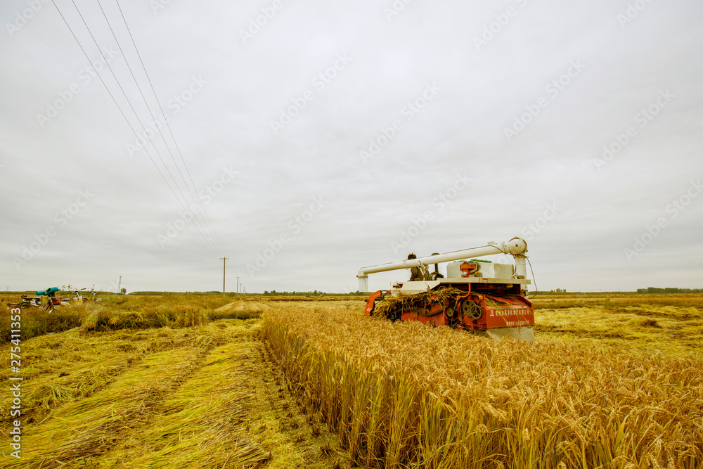 Fototapeta premium Luannan County, Hebei Province - October 20, 2016. In the cloudy background, harvesters harvested rice intensively.