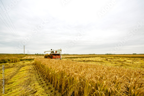 Luannan County  Hebei Province - October 20  2016. In the cloudy background  harvesters harvested rice intensively.