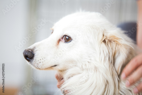 Scared white dog .Adopt a pet  © 2207918