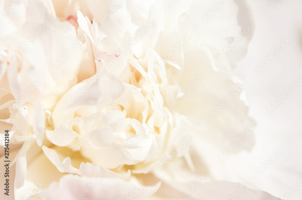 Close up of beautiful white peony flower. Natural background. - Image