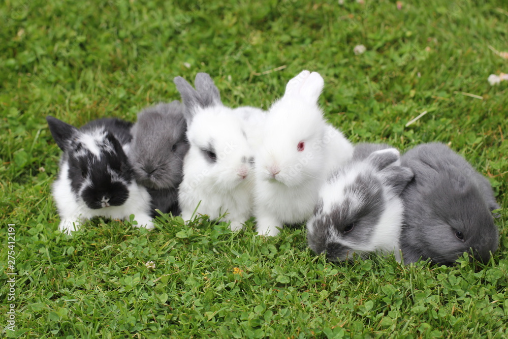Five rabbits in the grass Five rabbits in the grass