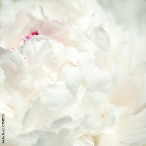 Close up of beautiful white peony flower. Natural background. - Image