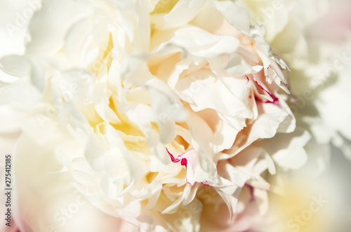 Close up of beautiful white peony flower. Natural background. - Image © ireneromanova