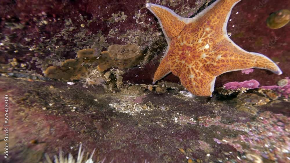 Closeup of Orange Starfish Under Red Rock, Vancouver Island, Canada Closeup of Orange Starfish Under Red Rock, Vancouver Island, Canada