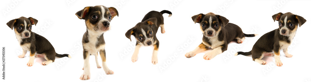 Chihuahua puppy dog collection isolated on white background