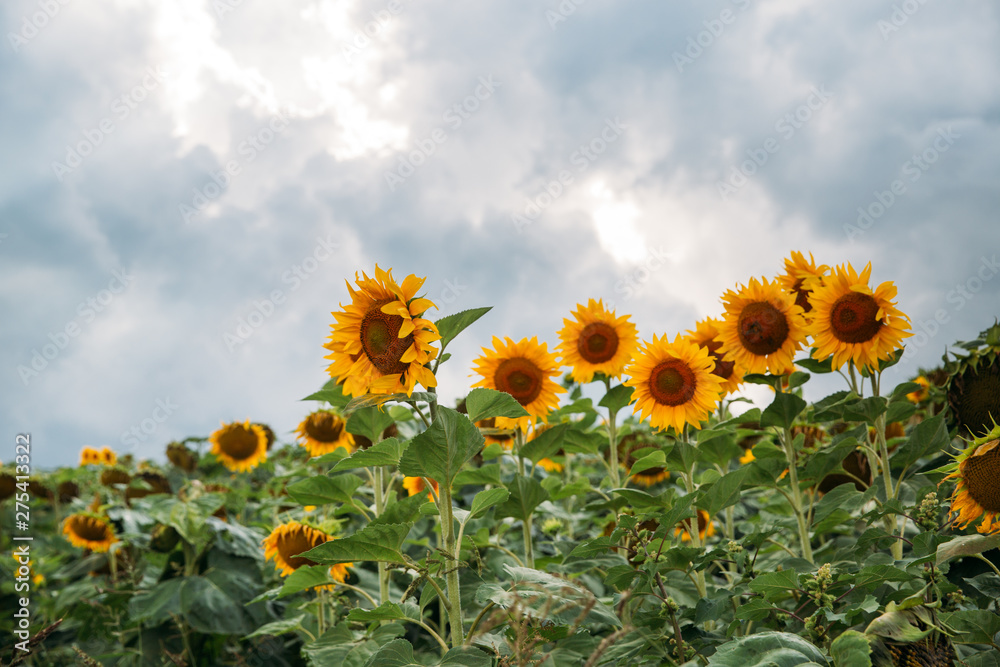 Obraz premium Sunflower fields before the rain.