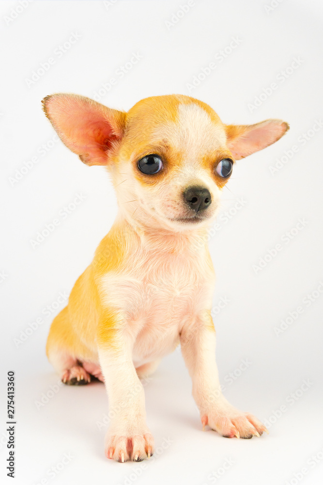 Chihuahua puppy little dog isolated on white background