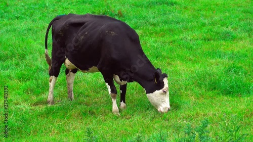 A Holstien dairy cow grazing on an English farm photo