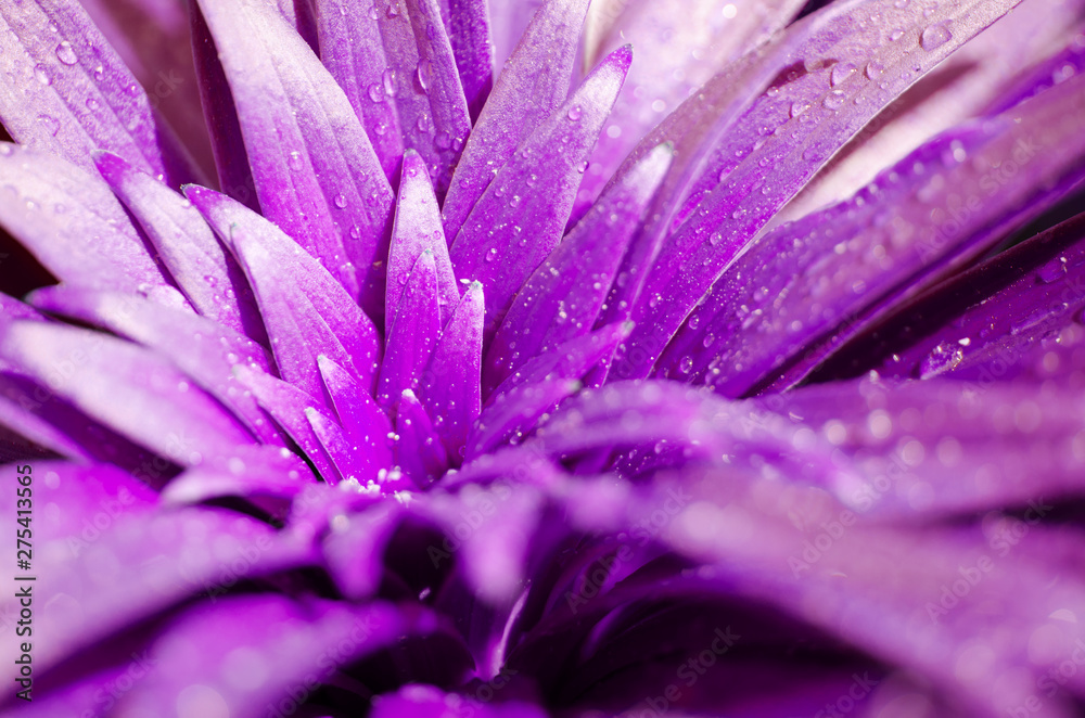 Obraz premium Water drops on the leaves lily. Purple toned photo. - Image