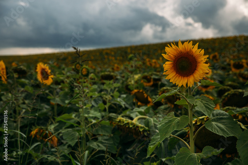 Sunflower fields before the rain.