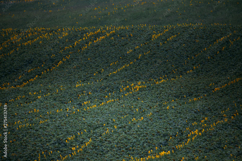 Sunflower fields before the rain. Sunflower fields before the rain.