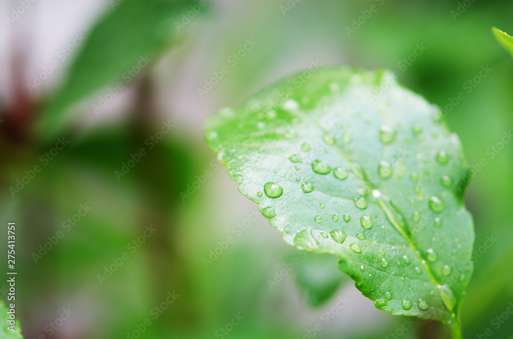 Water drops on the green leaves. Macro photography. - Image