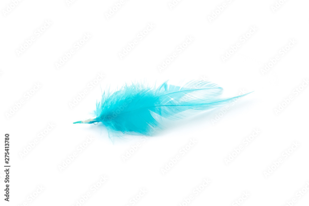 Obraz premium blue feather on white background