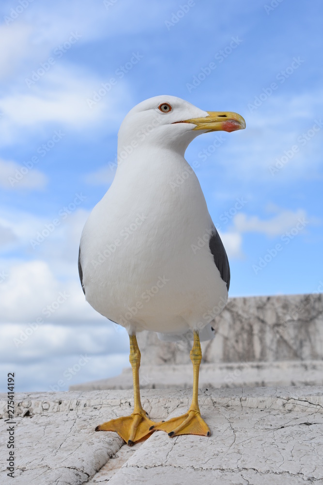 Obraz premium Seagull