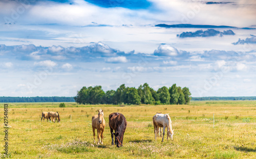 Herd of horses grazing on the field. © shymar27