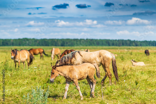 Herd of horses grazing on the field. © shymar27