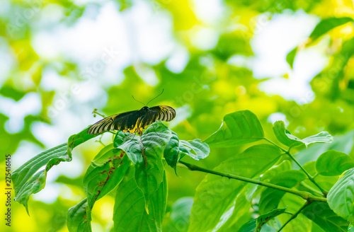 Lesser gull butterfly on leaf in Danum Valley photo