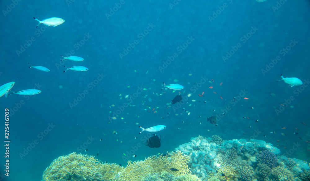 sea fish near coral, underwater sea fish near coral, underwater
