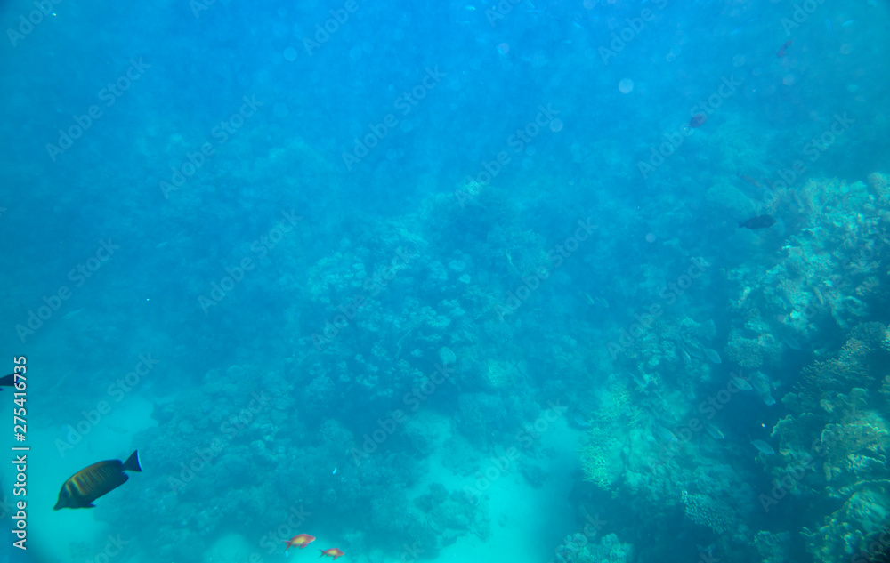 Fototapeta premium sea fish near coral, underwater