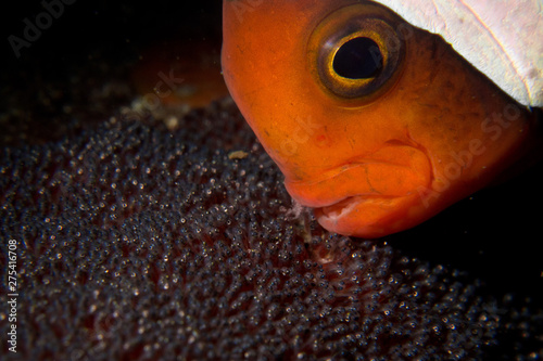 Obraz na płótnie Clownfish with eggs - Nemo
