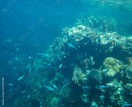 Fototapeta Naklejka Na Ścianę i Meble -  sea fish near coral, underwater