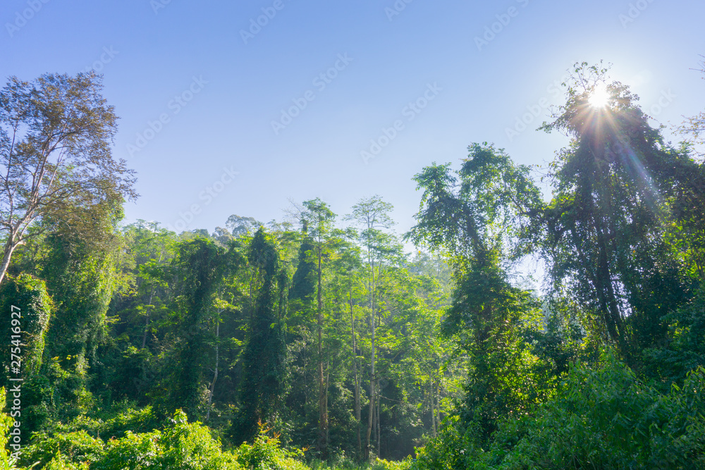 Obraz premium Rainforest landscape with lensflare as sun breaks through between lush foliage.