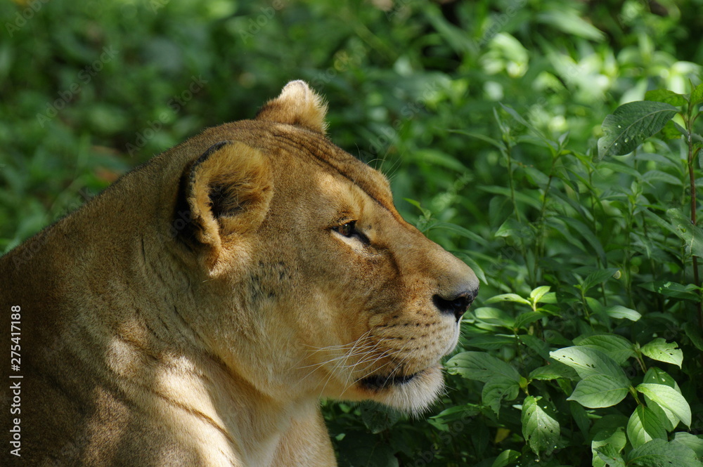 Naklejka premium ライオン 雌