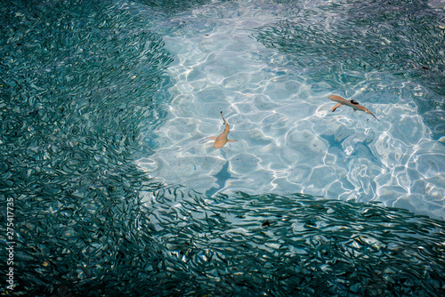 Pair of hungry reef sharks swim through shoal of fish