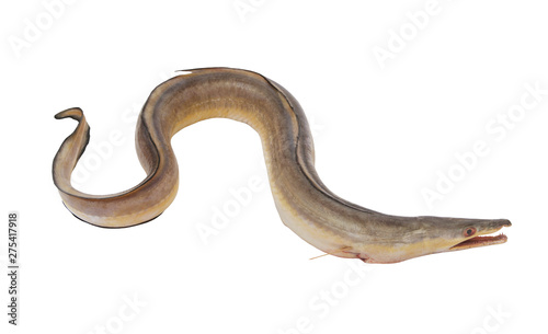 Conger-pike eel isolated on white, congresox talabonoides
