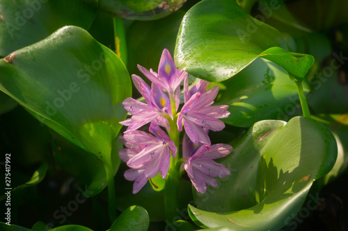 Purple water hyacinth flower