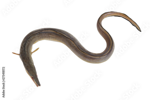 Indian pike conger or conger-pike eel isolated on white background