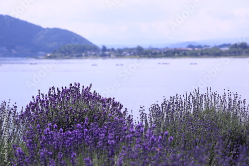 湖の側のラベンダーの花畑