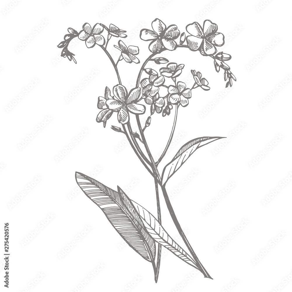 Obraz premium Forget-me-not flowers. Botanical illustration. Good for cosmetics, medicine, treating, aromatherapy, nursing, package design, field bouquet. Hand drawn wild hay flowers.