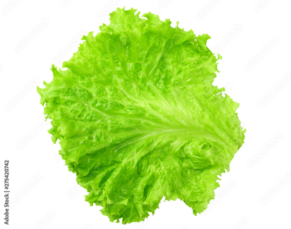 one salad leaf isolated on a white background one salad leaf isolated on a white background