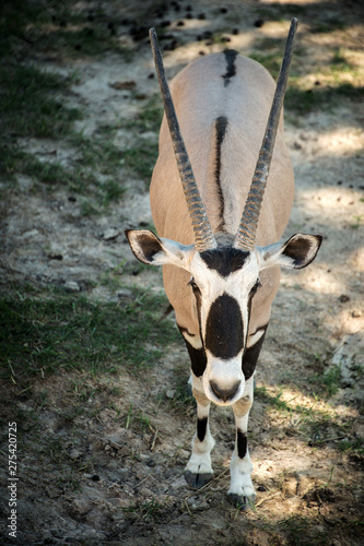 Animal portrait - Gemsbok , Oryx gazella , dominant Gemsbok antelope