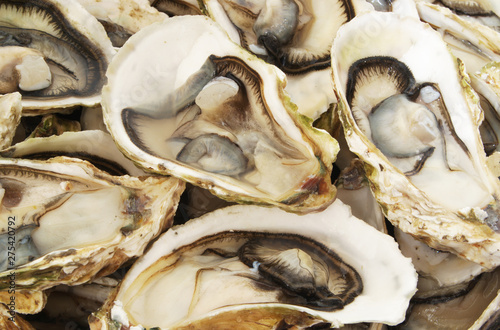 Fresh oysters background