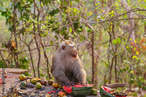 Family monkeys eating watermelon forest in Khow rang Phuket, Thailand/Macaque monkey family eating lot of fruits,phuket Thailand/Monkey funny eating fruits/ photo