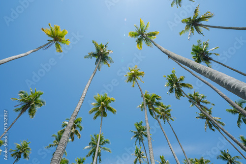 Low point of view tropical coconut palms against blue sky with lens flare.
