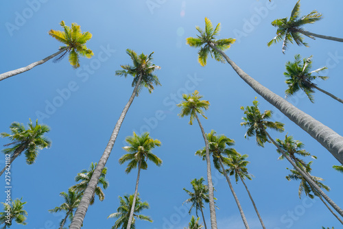 Low point of view tropical coconut palms against blue sky with lens flare.