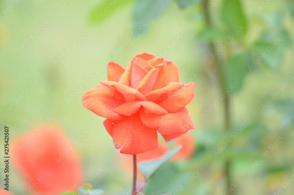 A Beatuiful Rose flower in the garden