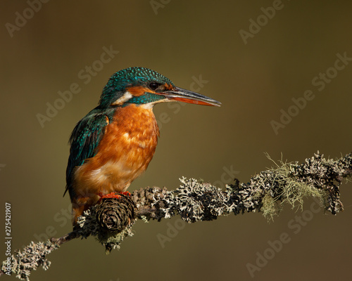 Female Kingfisher perched on a branch with a green and brown blurred background.