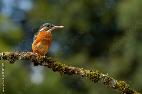 Female Common Kingfisher perched on a branch with a blue and green bokeh background. 