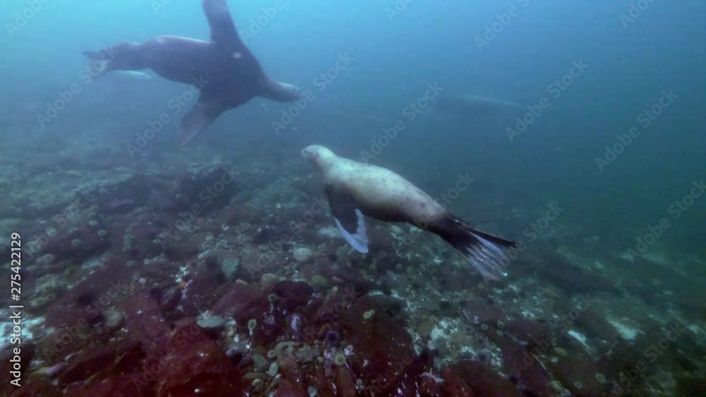 Seals Swim Over Rocky Bottom, Crisscross Each Other, Vancouver Island, Canada Seals Swim Over Rocky Bottom, Crisscross Each Other, Vancouver Island, Canada