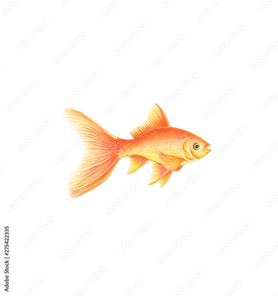 Golden fish natural illustration by colored pencils