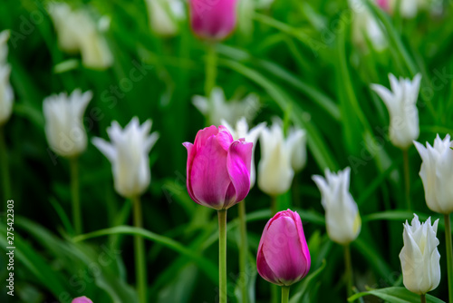 Colored field with pink and white tulips from Tulip Festival. Picture useful for web design and as a computer wallpaper.
