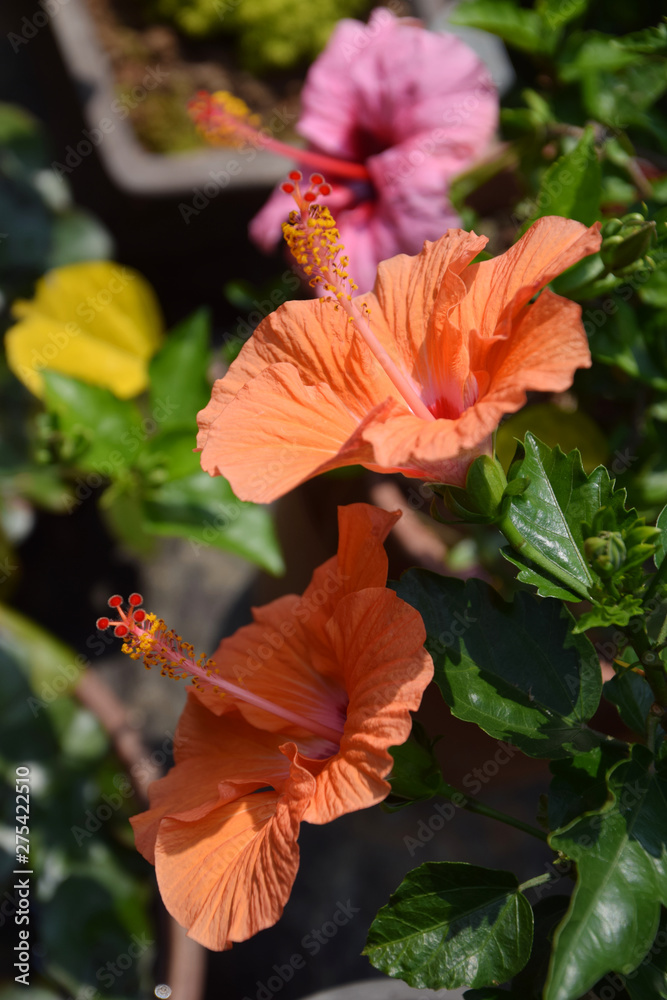 2 Hibiscus Flowers Color Orange And Pink Japanese Garden 日本庭園のハイビスカスの大輪 Stock Photo Adobe Stock