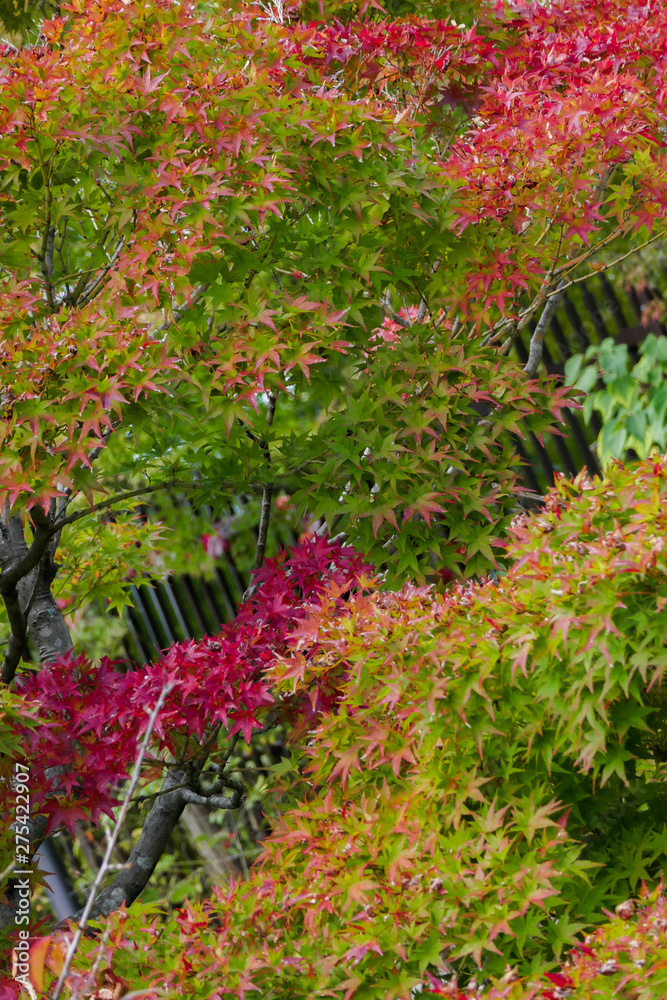 Fototapeta premium érable japonais en automne