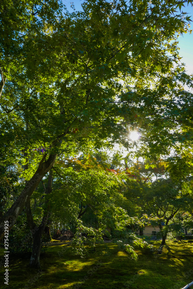 jardin japonais jardin japonais