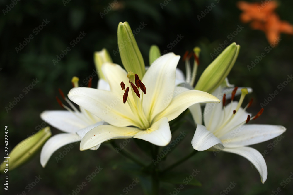 White fragrant lilies bloom in the garden.